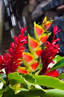 Dominica, Roseau, heliconia, red ginger flowers Fine Art Print