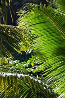 Dominica, Roseau, Vegetation, rainforest Fine Art Print
