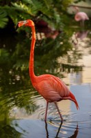 Pink flamingo, Bavaro, Higuey, Punta Cana, Dominican Republic Fine Art Print