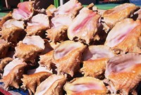 Conch Shells, St Georges, Grenada, Caribbean Fine Art Print