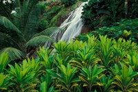 Shaw Park Gardens, Jamaica, Caribbean Fine Art Print