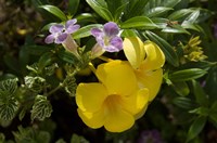 Dominican Republic, Punta Cana, Allamanda flower - yellow Fine Art Print