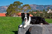 A Border Collie dog Fine Art Print