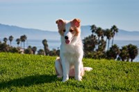 A Border Collie puppy dog in a field Fine Art Print