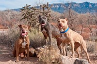 Three Pitt Bull Terrier dog, New Mexico Fine Art Print