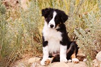 Border Collie puppy dog Fine Art Print