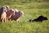 Purebred Border collie dog and Merino sheep Fine Art Print