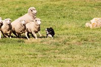 Purebred Border Collie dog and sheep Fine Art Print