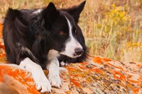 Purebred Border Collie dog on moss rock Fine Art Print