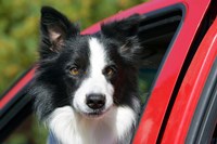 Purebred Border Collie dog, red truck window Fine Art Print