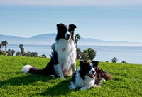 Two Border Collie dogs Fine Art Print