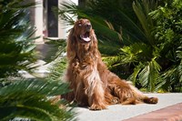 An Irish Setter dog surrounded by cycads Fine Art Print