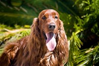 An Irish Setter lying surrounded by greenery Fine Art Print