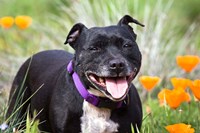 Staffordshire Bull Terrier standing in a field of wild Poppy flowers Fine Art Print