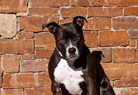 American Staffordshire Terrier dog Fine Art Print