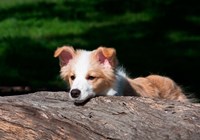 Border Collie puppy dog looking over a log Fine Art Print