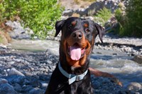 USA, California Rottweiler smiling Fine Art Print