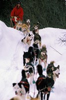 Dog Sled Racing in the 1991 Iditarod Sled Race, Alaska, USA Fine Art Print