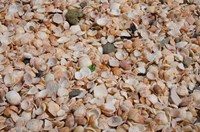 French West Indies, Shell Beach Detail of shell covered beach Fine Art Print