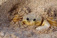 Emerald Beach Sand Crab, Lindergh Bay, St Thomas, US Virgin Islands, Caribbean Fine Art Print