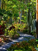 Nature Trail in Charlestown on Nevis, West Indies Fine Art Print