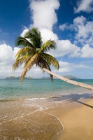 Coconut Grove Beach, Cades Bay, St Kitts, Caribbean Fine Art Print