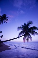 Palm tree, Coconut Grove beach, Cade's Bay, Caribbean Fine Art Print
