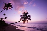 Palm Trees at Sunset, Coconut Grove Beach at Cade's Bay, Nevis, Caribbean Fine Art Print