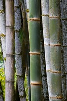 Bamboo, Jardin De Balata, Martinique, French Antilles, West Indies Fine Art Print