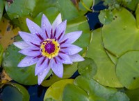 Blue Water Lily, Jardin De Balata, Martinique, French Antilles, West Indies by Scott T. Smith - various sizes