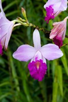 MARTINIQUE, West Indies Bamboo orchid, Balata Garden by Scott T. Smith - various sizes