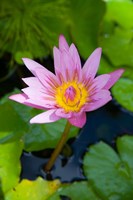 Martinique, West Indies, Water lily flower by Scott T. Smith - various sizes