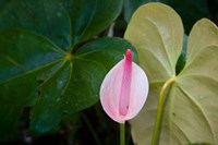 Peace Lily, Jardin De Balata, Martinique, French Antilles, West Indies by Scott T. Smith - various sizes
