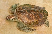 St Vincent, Grenadines Old Hegg Turtle Sanctuary Fine Art Print
