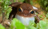 Common coqui frog, El Yunque NF, Puerto Rico Fine Art Print