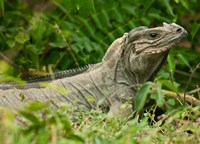 Ground Iguana lizard, Pajaros, Mona Island, Puerto Rico Fine Art Print