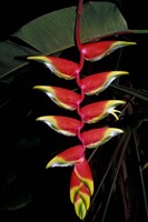 Tropical Flower on Culebra Island, Puerto Rico Fine Art Print