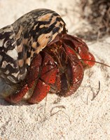 Caribbean hermit crab, Mona Island, Puerto Rico Fine Art Print