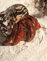 Caribbean hermit crab, Mona Island, Puerto Rico by Maresa Pryor - various sizes