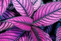 Fond Dous Estate, Persian Shield, St Lucia, Caribbean Fine Art Print