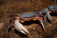 Blue Crab, served in local restaurants, Old San Juan by Greg Johnston - various sizes, FulcrumGallery.com brand