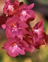 Flora, Caribbean Fine Art Print