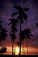 Palm Trees at Sunset, Puerto Rico Fine Art Print
