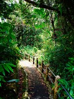 Puerto Rico, Luquillo, El Yunque National Forest path Fine Art Print