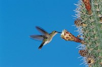 Antillean Mango Hummingbird, Bosque Estatal De Guanica, Puerto Rico Fine Art Print