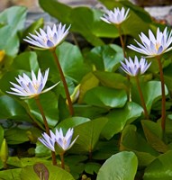 Pygmy Water Lily flower Fine Art Print