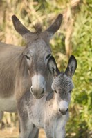 Mother and Baby Donkeys on Salt Cay Island, Turks and Caicos, Caribbean Fine Art Print