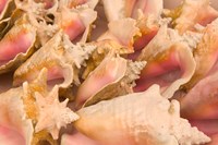 Conch Shells, Blue Hill Beach, Turks and Caicos, Caribbean Fine Art Print