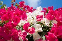 Bougainvillea, Cayman Brac, Cayman Islands, Caribbean Fine Art Print