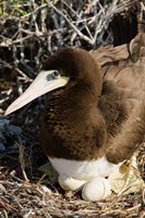 Brown Booby wildlife Cayman Islands, Caribbean Fine Art Print